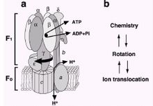 ATPϳø